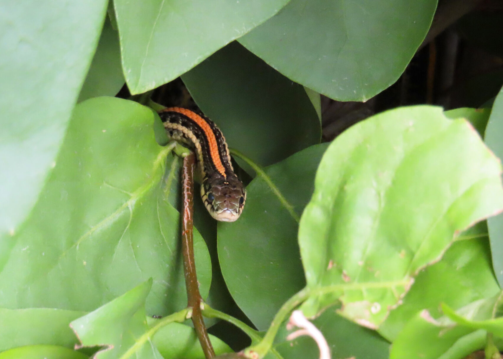 'Peek-a-boo' snake